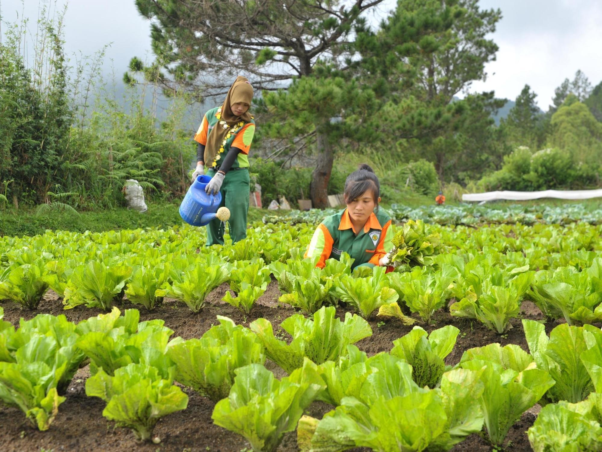 Taman Simalem Resort Tongging Buitenkant foto